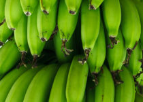 Green bananas are rich in resistant starch