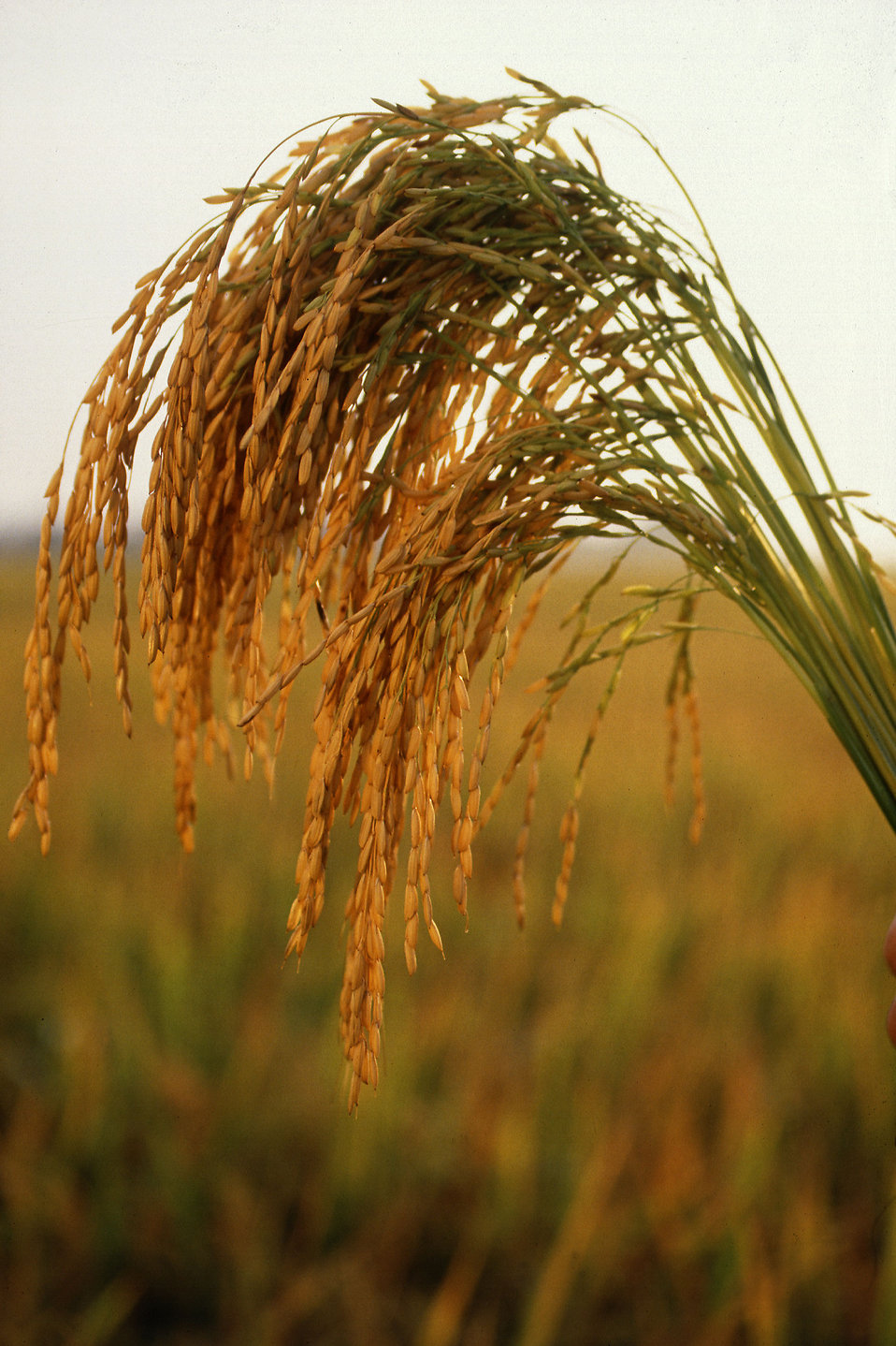 Researchers are testing a new hybrid of rice rich in resistant starch.