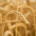 Unrefined grains provide resistant starch