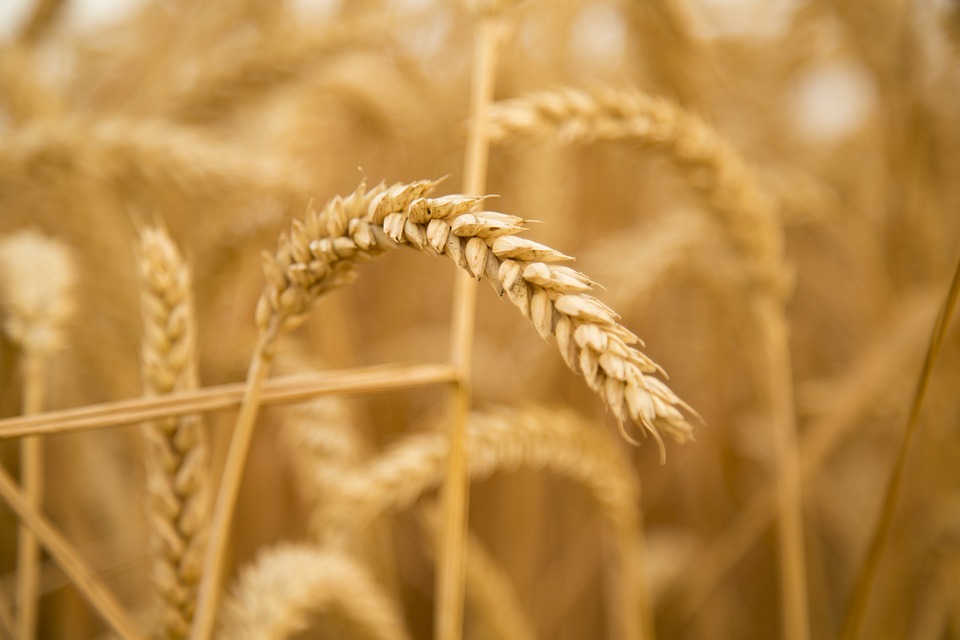 Wheat source of resistant starch is coming soon.